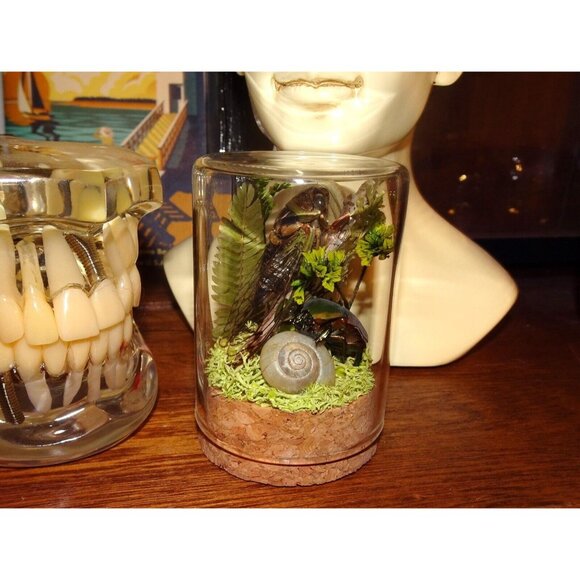 Cicada June Bug Snail Shell Luna Moth Wing Dried Flowers Oddity Jar taxidermy - Picture 8 of 14